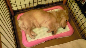 トップイメージカタログ 適切な 犬 トイレ で 寝る